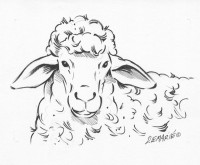 /album/galerie-de-photos-brezh-mouetton-armoricain/mouton-dodo-campa-jpg/